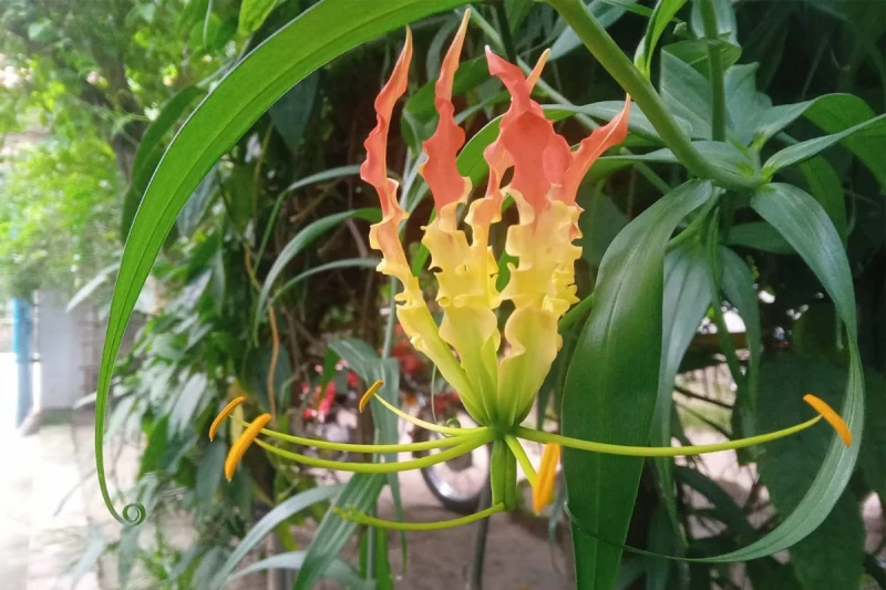 বর্ষার বৃষ্টিধারায় ফুলে-ফুলে রঙিন হয়ে ওঠে প্রকৃতি