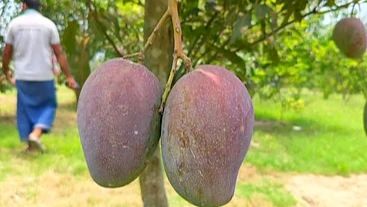 বাহারি ৩০ জাতের আম, বাগান দেখতে এসে চারা কিনতে চান অনেকে