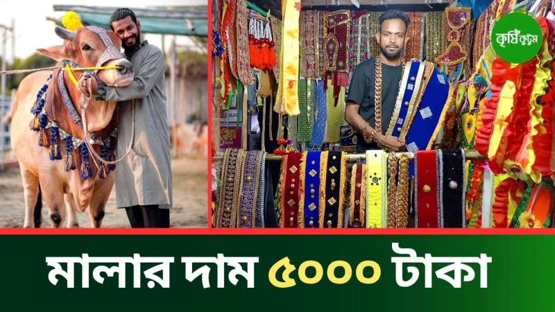 কোরবানির গরু সাজাতে ৫ হাজার টাকার মালা